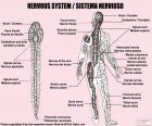 Νευρικό σύστημα